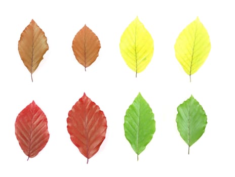 Autumn - colorful October tree leaves. Isolated yellow, brown, red and green leaves.