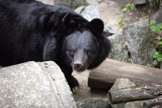 Wild Bear seen near Konopiste Chateau 