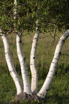 A tree with four stems