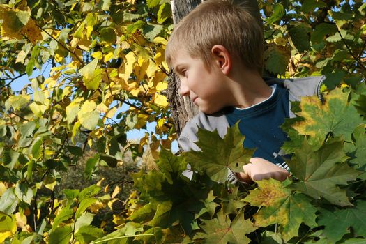 Little, blonde boy with leaves. Autumn park.