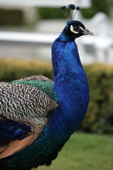 Male Peacock near Konopiste Chateau near Prague, Czech Republic