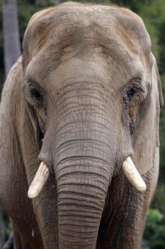 Portrait of an Elephant Thinking