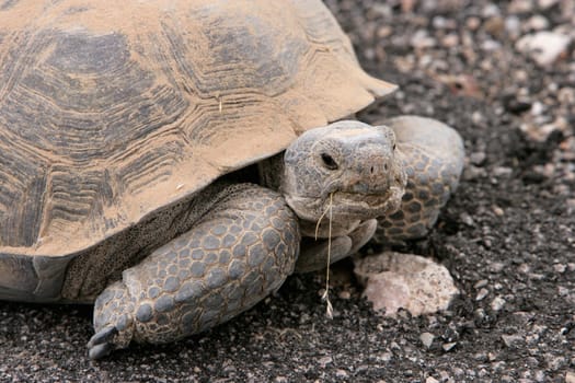 Desert Turtle near Valley of Fire in Las Vegas, Nevada