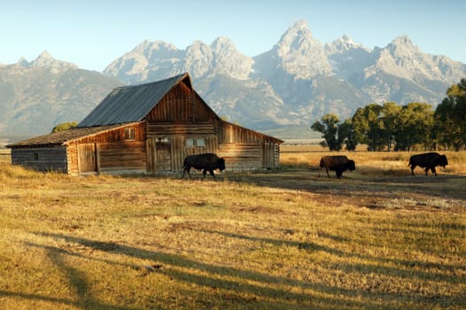 Famous Barn and Grand Teton National Park