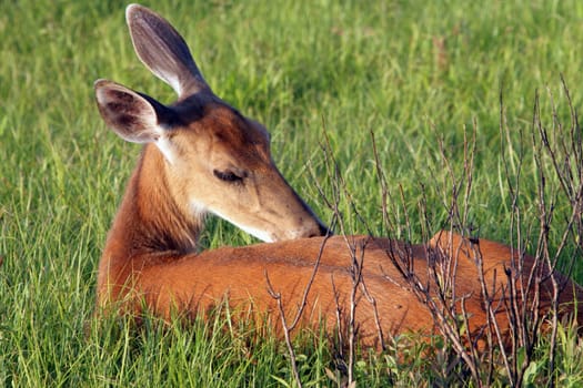 A Dear in Shenandoah National Park grooming themself