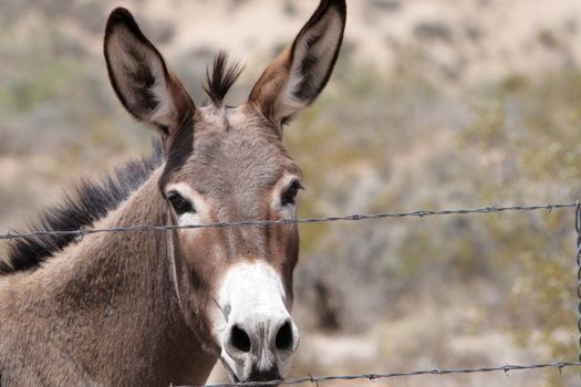 Burrough in the desert near Las Vegas, Nevada