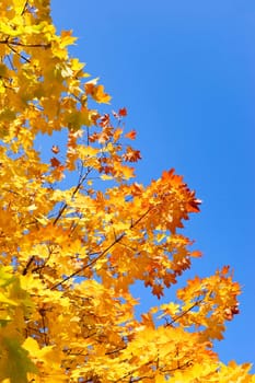 Yellow and red leaves on maple tree against clear blue sky at Autumn