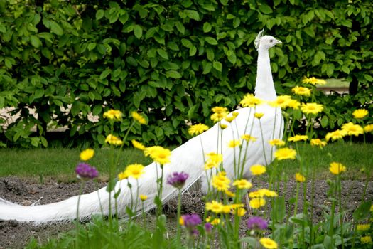 White Peacock in park in Prague, Czech Republic