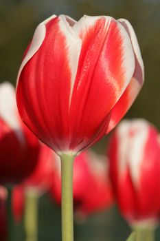 Tulip shot taken in field near Amsterdam in the Netherlands