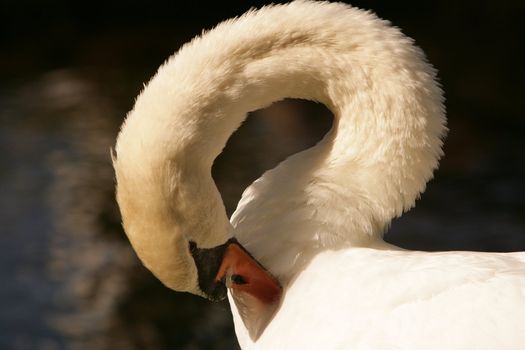 Swan on lake in Maui, Hawaii