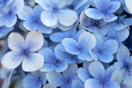 Blue Flowers taken on farm in the upcountry in Maui, Hawaii