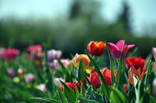 Field of colourful tulips in various colors: Red, yellow, purple, orange...