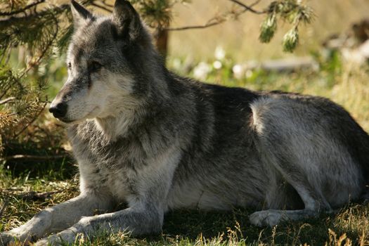 Wolf near Yellowstone National Park