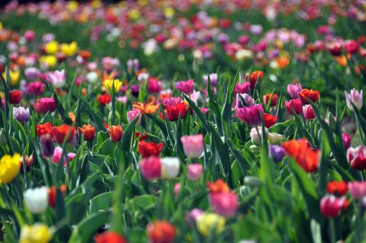 Field of colourful tulips in various colors: Red, yellow, purple, orange...