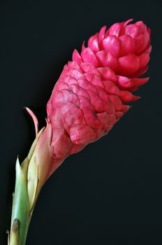 Red ginger flower on dark background