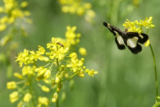 Butterfly and Flower shot was taken in Shenandoah National Park