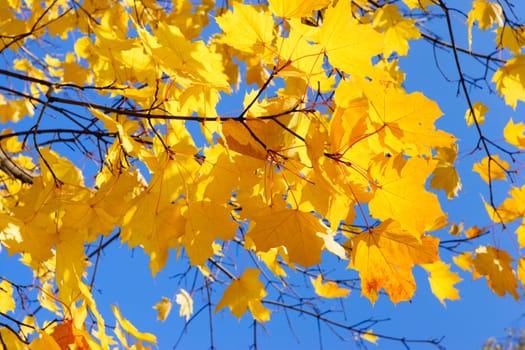 Last golden leaves on maple tree against clear blue sky at Autumn
