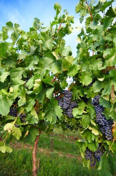 Ripe grapes on an excellent rod of a vineyard. South Moravia. The Czech Republic