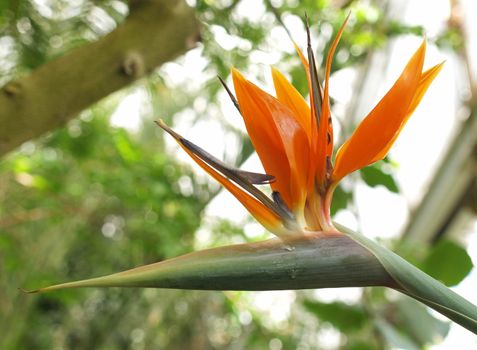 strelitzia reginae flower on blurred background     