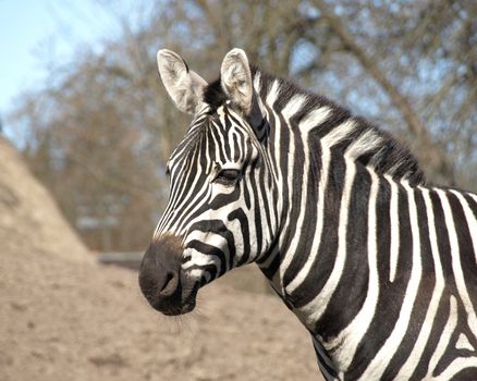 head-shot of a zebra