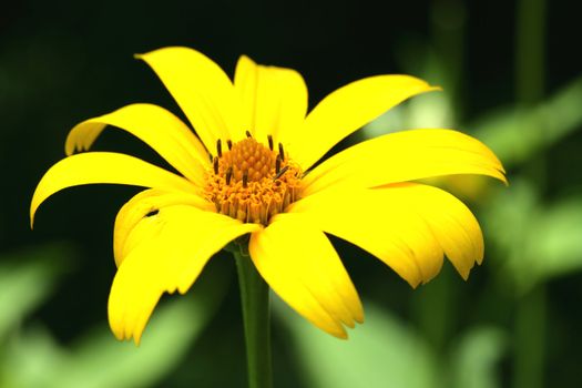 Yellow Flower shot taken in Shenandoah National Park