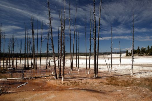 Barren area of Yellowstone National Park