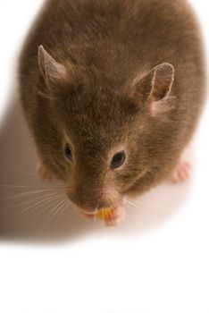 Brown hamster isolated on white with copy space