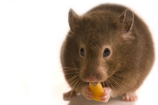Cute little brown hamster isolated on white with copy space eating corn seed