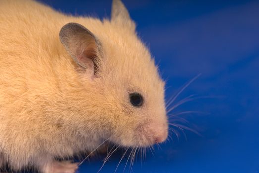 Yellow mouse isolated on blue with copy space