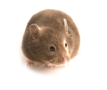 Curious brown hamster isolated on white with copy space