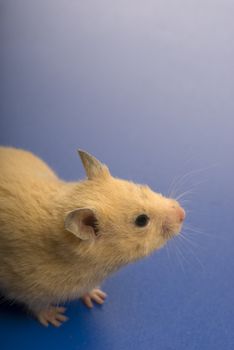 Yellow mouse isolated on blue with copy space