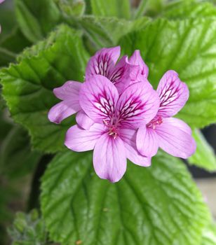 close up flower of pink geraniums 