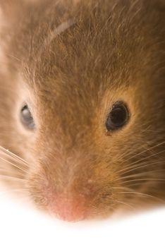 Brown hamster isolated on white close-up