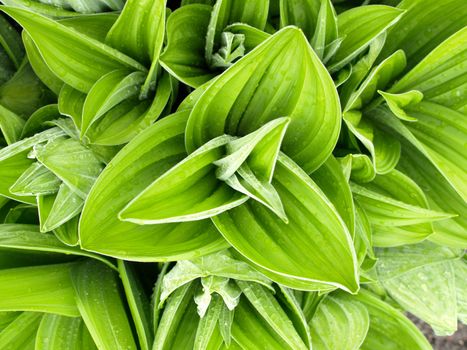 fresh and green european white hellebore