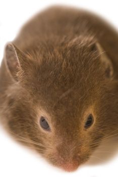 Brown mouse isolated on white