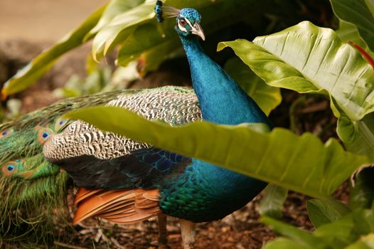 Male Peacock hidden among the vegetation