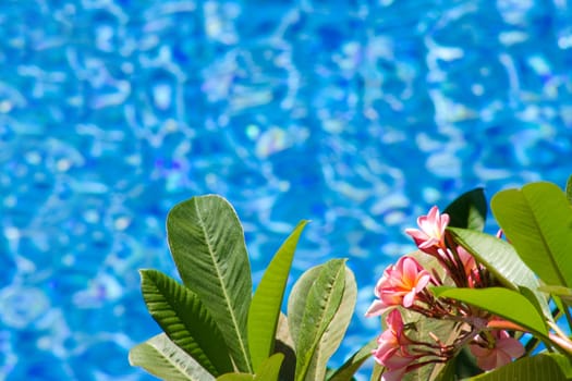 Magnolias on trees by the swimming pool. Copy space.