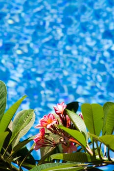 Magnolias on trees by the swimming pool. Copy space.