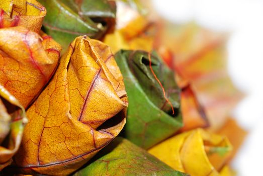 A bouquet of autumn leaves. Poland