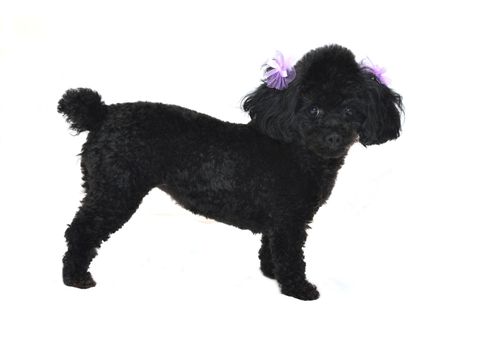 Black toy poodle with purple bows in ears.  Isolated on white background.