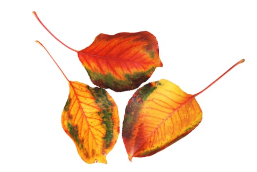 Three autumn leaves isolated on white background with clipping path.