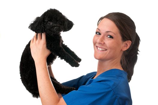 Veterinary assistant holding pet poodle isolated on white background.