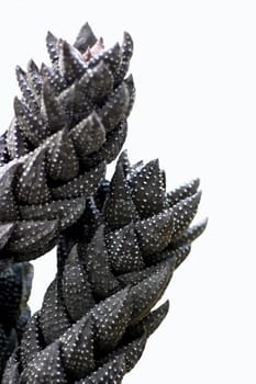 Haworthia Reinwardtii Cactus from South Africa