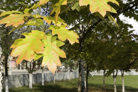 Oak leaves 