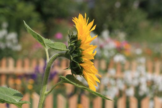 Close up of the side of sunflower.