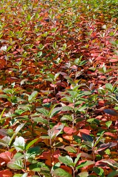 A bush, covered with red autumn leaves
