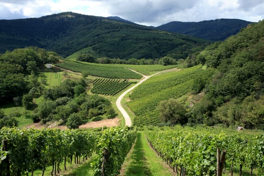 Route des vines in Alsace – France