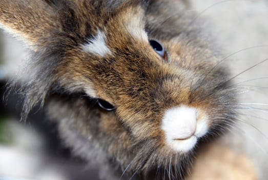portrait of cute small brown rabbit closeup