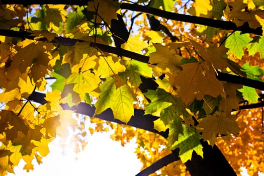 Yellow and green leaves on maple tree at Autumn
