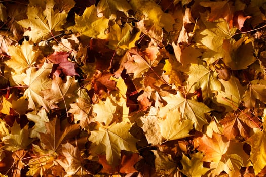 Yellow and red maple leaves background